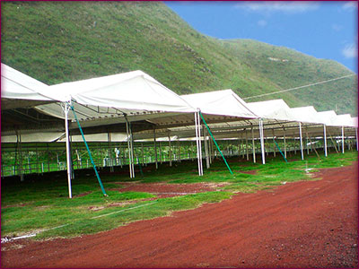 Carpas a 2 aguas