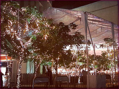 Carpas Transparentes